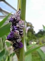 Thalia Dealbata (fam Marantacees) (sud-est USA) (3) (Photo F. Mrugala)